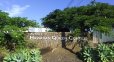 画像2: ハワイ・コナEXF・クイーン農園　2021〜22 (2)