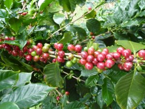 画像4: ニューカレドニア・ル・ドメーヌ・イダマーク農園エドゥアール