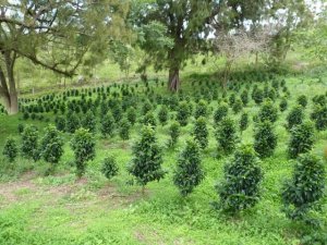 画像3: ニューカレドニア・ル・ドメーヌ・イダマーク農園エドゥアール