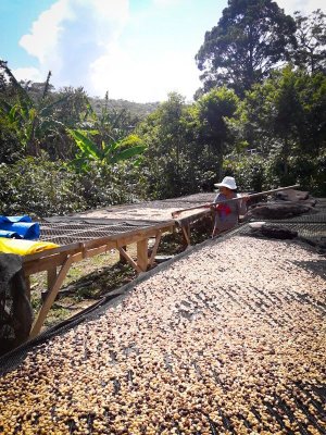 画像5: ボリビア・コパカバーナ農園