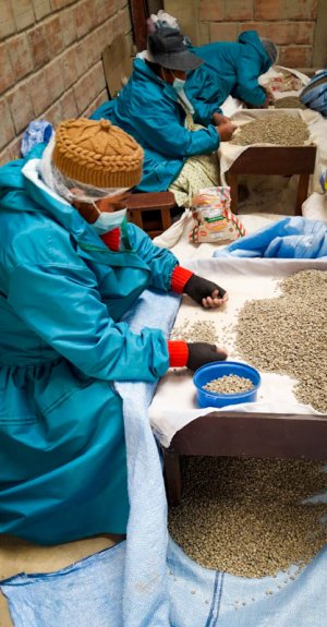 画像3: ボリビア・コパカバーナ農園