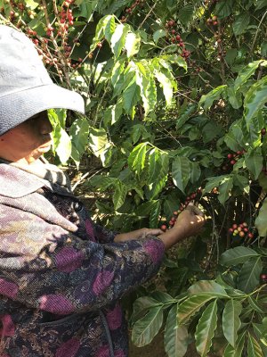 画像3: マダガスカル・お得なセット