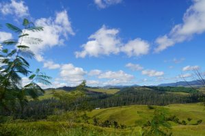 画像4: パプアニューギニア・バロイダ農園