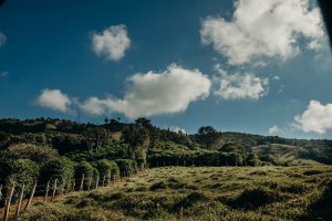 画像8: エクスプレス・クロップ・サンタヘレナ農園（ブラジル産）