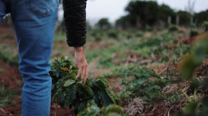 画像12: エクスプレス・クロップ・サンタヘレナ農園（ブラジル産）