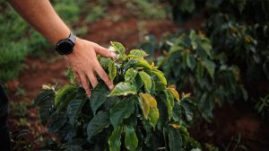 画像6: エクスプレス・クロップ・サンタヘレナ農園（ブラジル産）