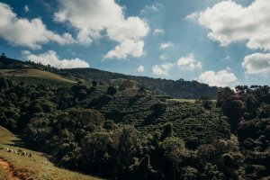 画像7: エクスプレス・クロップ・サンタヘレナ農園（ブラジル産）