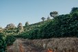 画像11: エクスプレス・クロップ・サンタヘレナ農園（ブラジル産）