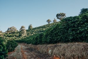 画像11: エクスプレス・クロップ・サンタヘレナ農園（ブラジル産）