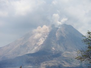 画像4: ウェーイラン・レッドガヨG1（インドネシア産）