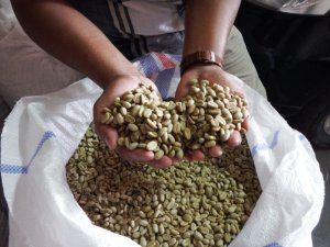 画像2: ウェーイラン・レッドガヨG1（インドネシア産）