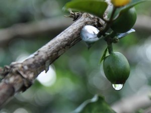 画像3: ウェーイラン・レッドガヨG1（インドネシア産）