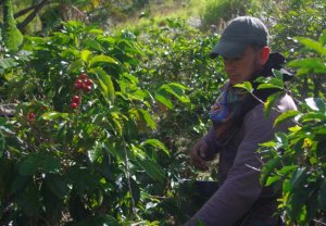 画像4: ナリーニョ・スプレモ・フローラルミスト（コロンビア産）