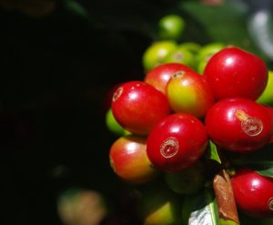 画像2: ナリーニョ・スプレモ・フローラルミスト（コロンビア産）