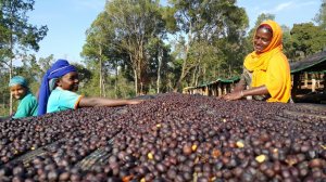 画像2: イルガチェフェG1・ウェギダブルー「Ｎ」（エチオピア産）