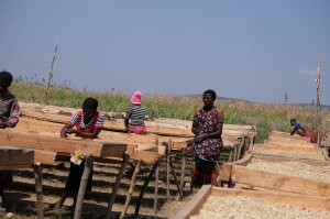 画像3: タンザニア・イトゥンピAA