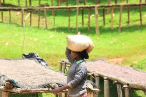 画像5: ルワンダ・バホ・アカゲラ