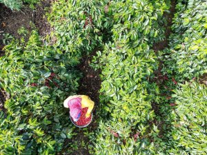 画像3: コスタリカ・サンイグナシオ農園