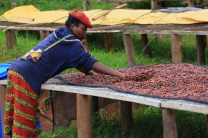 画像3: ルワンダ・バホ・アカゲラ