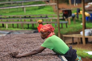 画像4: ルワンダ・バホ・アカゲラ