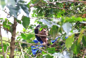 画像2: ルワンダ・バホ・アカゲラ