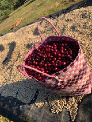 画像3: 【デカフェ】エチオピア・グジ