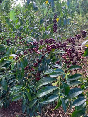 画像2: 【デカフェ】エチオピア・グジ