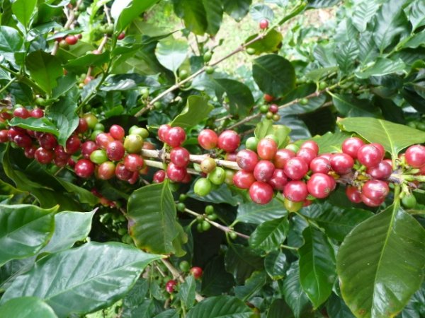 画像4: ニューカレドニア・ル・ドメーヌ・イダマーク農園エドゥアール (4)