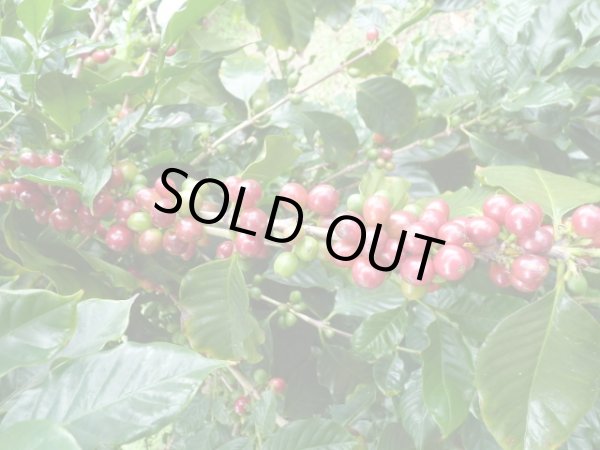 画像4: ニューカレドニア・ル・ドメーヌ・イダマーク農園エドゥアール (4)