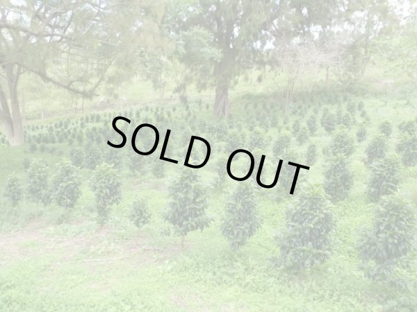 画像3: ニューカレドニア・ル・ドメーヌ・イダマーク農園エドゥアール (3)