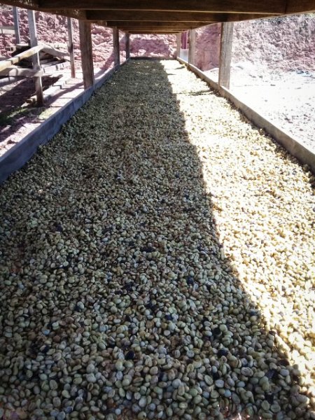 画像4: グアテマラ・ウイツマティグ農園 (4)