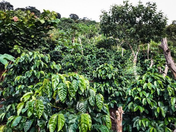 画像2: グアテマラ・ウイツマティグ農園 (2)