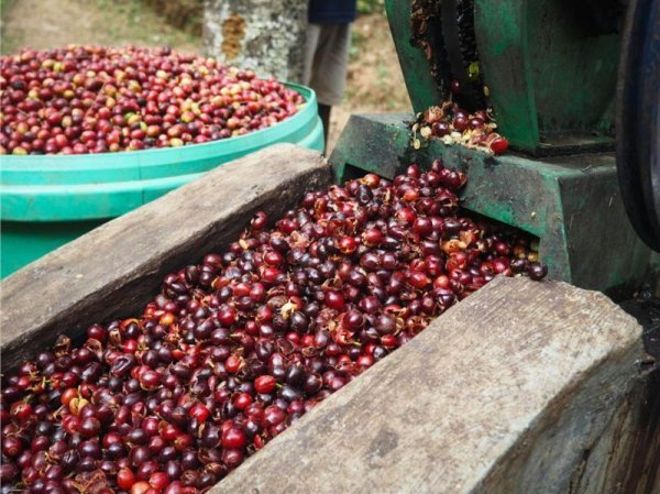 画像3: 東ティモール・レテフォホ・ゴウララ集落 (3)