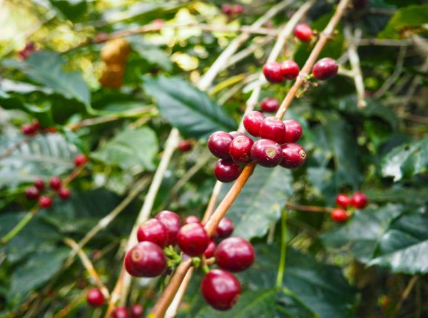 画像2: 東ティモール・レテフォホ・ゴウララ集落 (2)