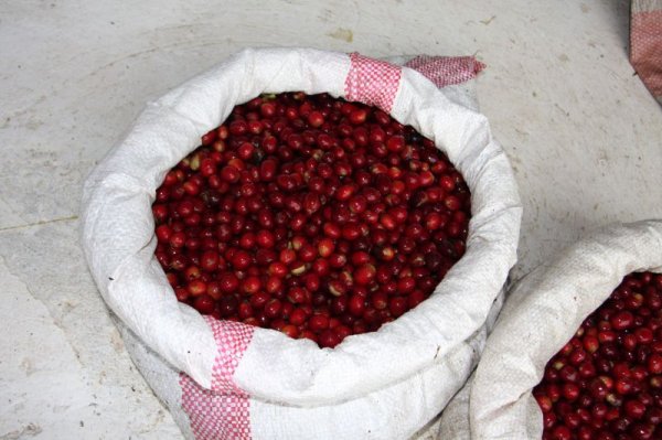 画像4: スウィート&フラワーズ ・スペシャルリザーブ(コロンビア産) (4)