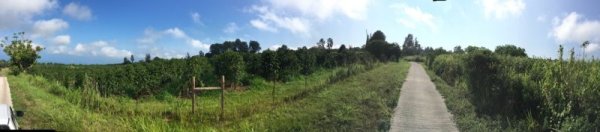 画像3: ハワイコナ・エクストラファンシー カイナリウ農園 (3)