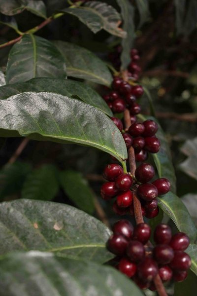 画像5: ラ・クプラ農園アンティグア(グァテマラ産) (5)