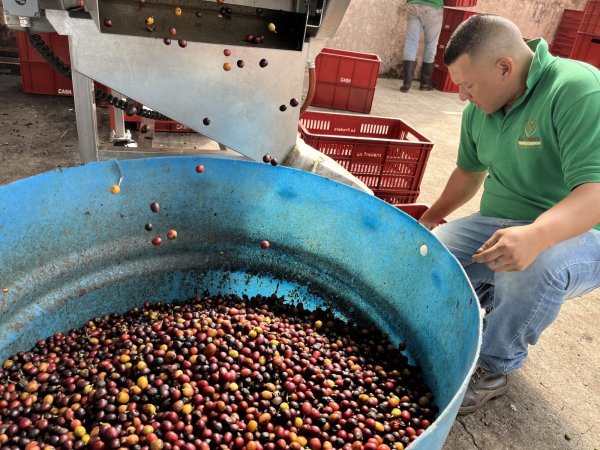 画像3: 【デカフェ】コロンビア・ラ・プラデーラ農園 (3)