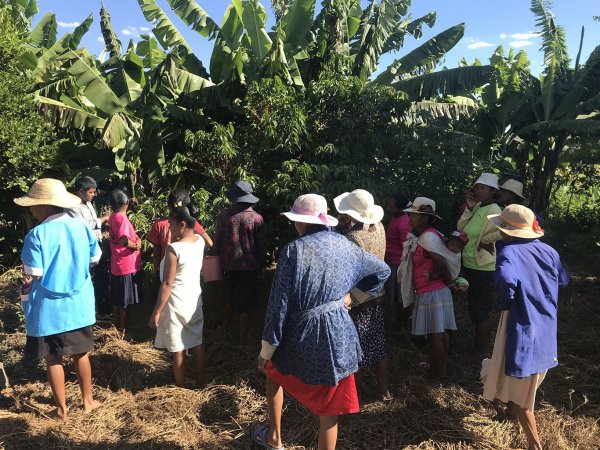 画像5: マダガスカル・お得なセット (5)