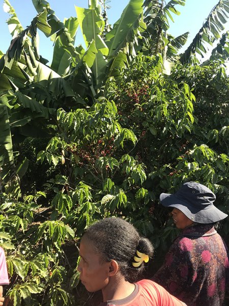 画像4: マダガスカル・お得なセット (4)