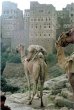 画像3: ホワイトキャメル・モカマタリ・アルハムダニ(イエメン産) (3)