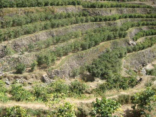 画像4: ホワイトキャメル・モカマタリ・アルハムダニ(イエメン産) (4)