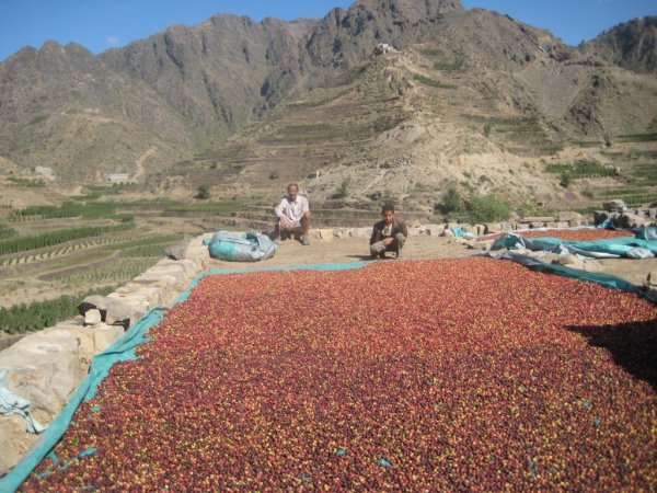 画像5: ホワイトキャメル・モカマタリ・アルハムダニ(イエメン産) (5)