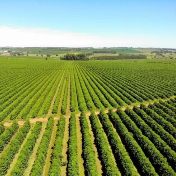 画像3: 【デカフェ】ブラジル・ドナネネン農園 (3)