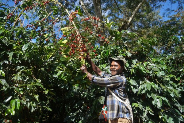 画像5: パプアニューギニア・バロイダ農園 (5)