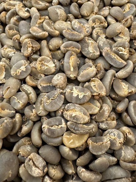 画像3: スマトラタイガー・ブルーアイ(インドネシア産) (3)