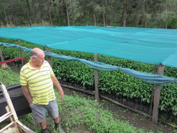 画像2: パプアニューギニア・バロイダ農園 (2)