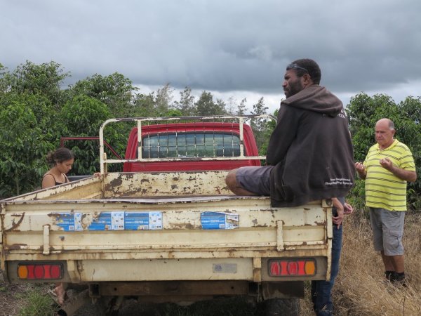 画像3: パプアニューギニア・バロイダ農園 (3)