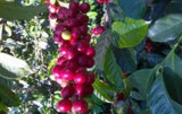 画像3: グアテマラ SHB ・アティトラン (3)