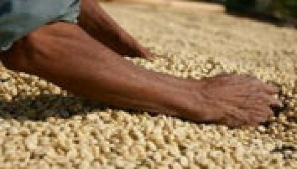 画像2: グアテマラ SHB ・アティトラン (2)